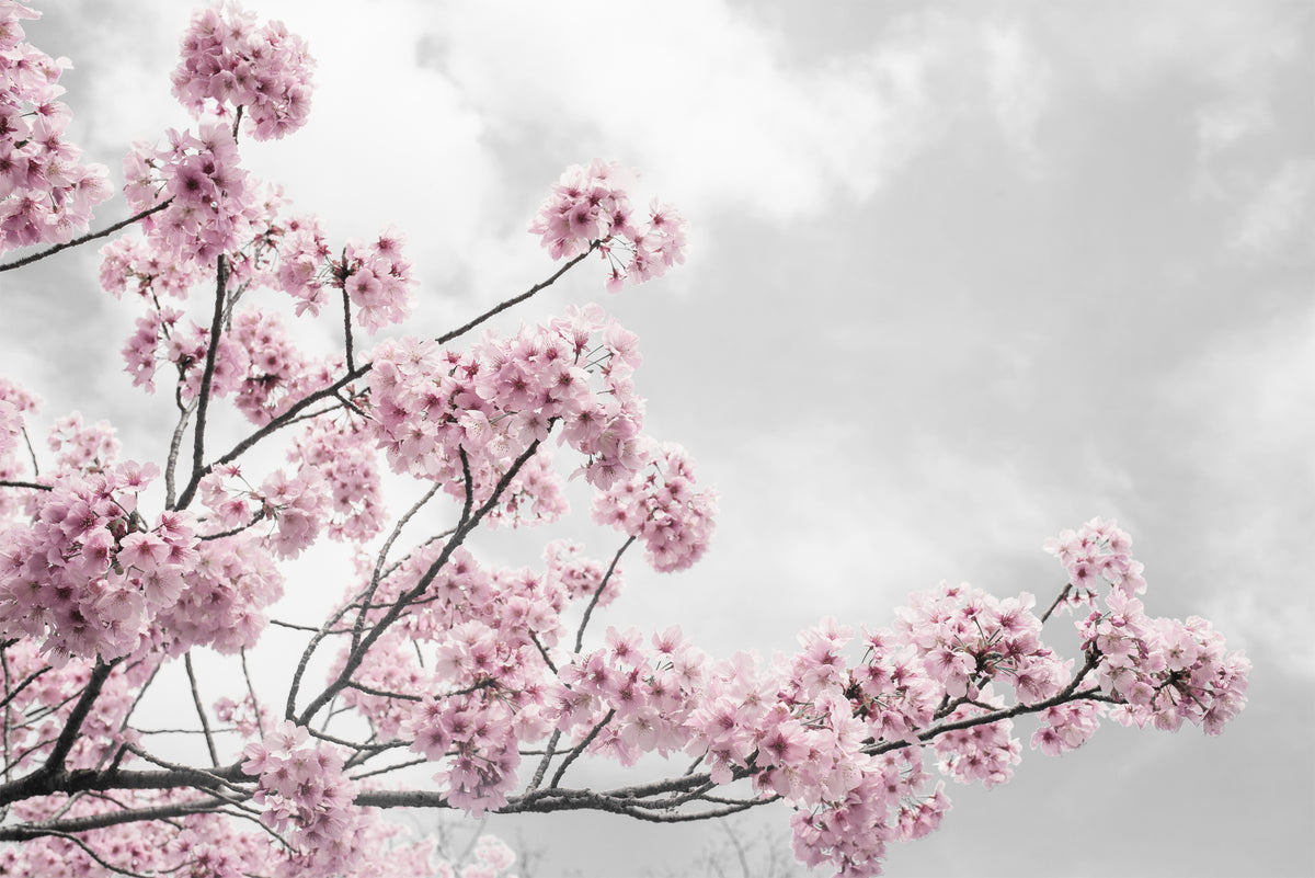 sakura_1200x1200.jpg?v=1577646384